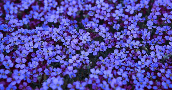 苔藓福禄考的淡紫丁香花和深蓝色的花