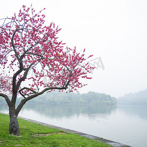 湖边的粉色桃花花树