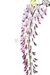 美丽的春天盛开的紫藤分支，隔离在白色