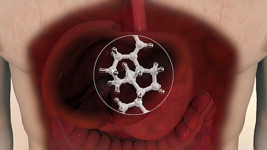 人体器官3摄影照片_人体内部器官。肝脏对器官的作用