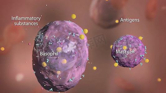 免疫系统中的嗜碱性粒细胞和肥大细胞