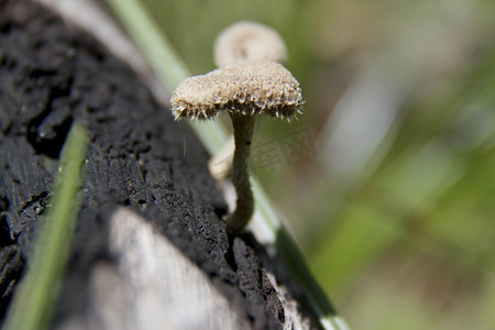 迪姆摄影照片_萨尔瓦多贾迪姆的真菌