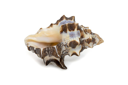 医美背摄影照片_灵芝海贝壳的图像，俗名双节岩壳，双节岩蜗牛，白色背景上分离的栗岩壳。