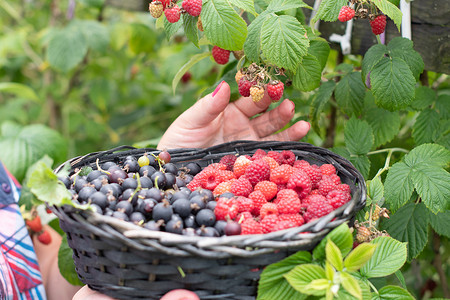 中年妇女在篮子里采摘成熟的覆盆子，夏季收获浆果