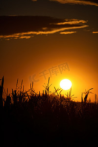 小草阳光摄影照片_日落时，田野里阳光明媚的干燥小穗，在背光下，选择性聚焦，自然背景。