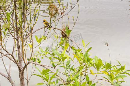 亚洲金织布鸟栖息在稻田的草茎上。