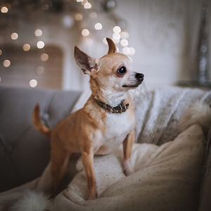 星星眼摄影照片_无眼的吉娃娃狗在节日装饰的房间里，有圣诞树。