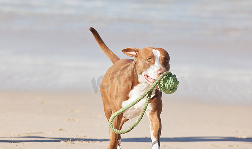 可爱奖摄影照片_狗狗奖的获得者是一只可爱的比特犬，它在海滩上玩着一根绳子。