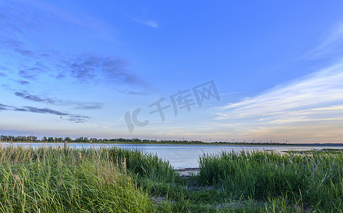蓝色芦苇摄影照片_湖边的野草景观，芦苇生长在大自然中平静、平和、安静的蓝色地平线上。