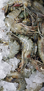 海鲜市场摄影照片_新鲜虾生虾或甲壳类动物或甲壳类动物从市场