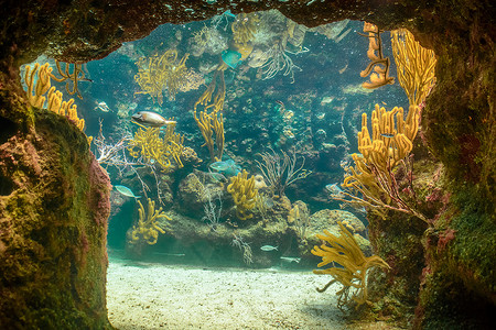 自然栖息地中的珊瑚礁及其居民。