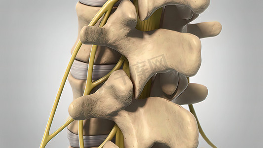 3D 动画人体骨骼脊柱退化白色