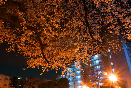 东京图片摄影照片_夜樱花的图片