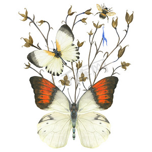复古构图与水彩蝴蝶和植物