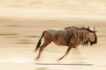 南非 Kgalagadi 跨境公园的蓝色角马