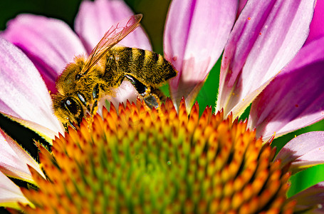 鲜花从摄影照片_大黄蜂从红花的头上采集花蜜