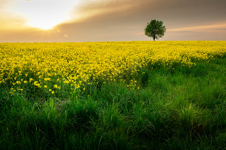黄太阳摄影照片_黄色油菜田前的绿草、一棵孤独的树和云后的太阳