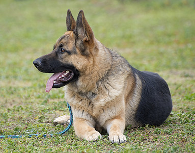 德国牧羊犬在大自然中