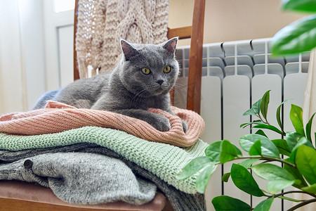 灰英国猫在秋冬寒冷季节靠近暖气片取暖