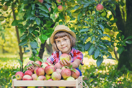 摘苹果苹果摄影照片_孩子在花园里摘苹果。