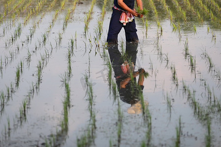 农民水上水稻种植