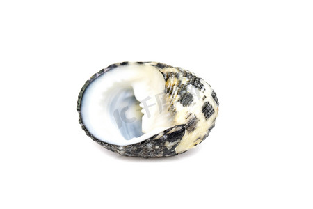 nerita undata 贝壳的图像是海蜗牛的一种，是一种在白色背景下分离的 neritidae 科海洋腹足类软体动物。