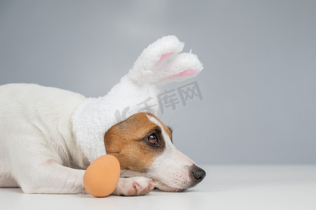 兔子耳朵里的杰克罗素梗犬躺在一个鸡蛋旁边。