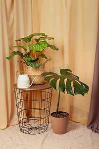 棕色窗帘背景上有植物和喷壶的静物画。