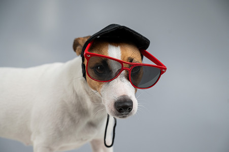 戴着黑色帽子和白色背景太阳镜的杰克罗素梗犬。