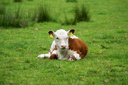 赫里福德小牛在草地上。