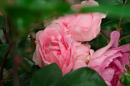 植物绿叶背景上粉色花瓣的灌木玫瑰的开放芽
