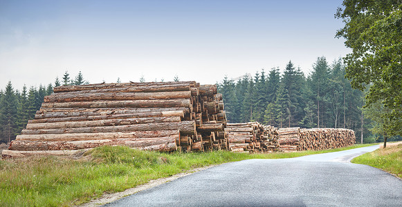 砍伐的树木堆放在森林里，沿着一条有复制空间的道路。