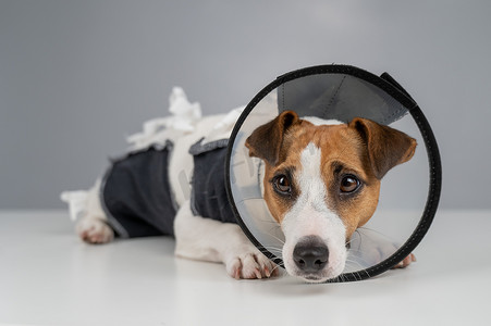 绷带摄影照片_手术后，悲伤的狗杰克罗素梗犬穿着毯子和锥形项圈。