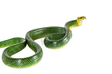 白色背景上的红尾绿鼠蛇