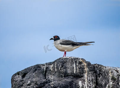 燕尾鸥栖息在加拉帕戈斯群岛的岩石上