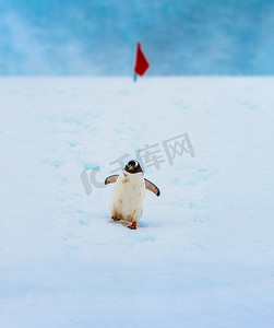 巴布亚企鹅沿着南极洲有标记的小径行走