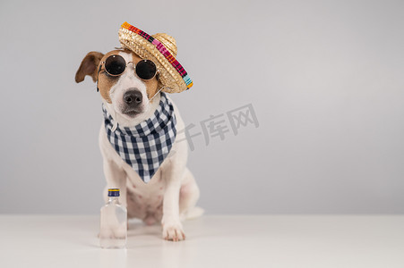 飞屋环游记罗素摄影照片_杰克罗素梗犬打扮成墨西哥人。