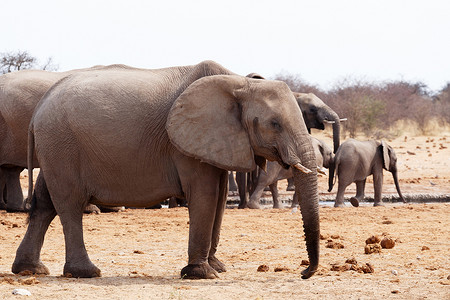水坑里的非洲象群
