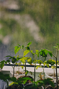 降解摄影照片_窗台上的可生物降解盆中的番茄幼苗。