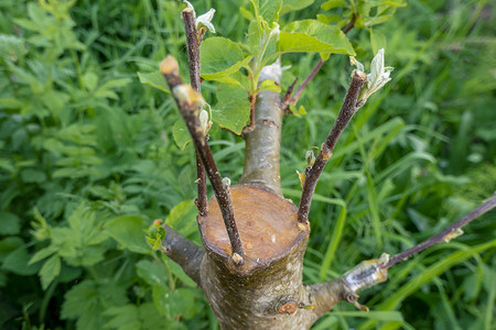 去年的树摄影照片_长满形成层的茎，去年春天嫁接在苹果树的树枝上。