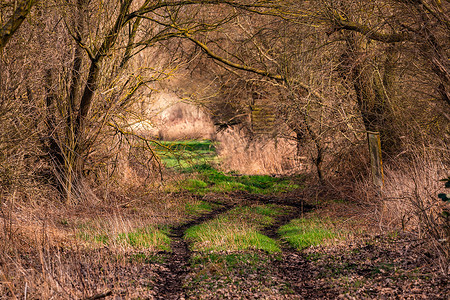 林间小路摄影照片_德国一条偏僻的林间小路，微弱的阳光照亮了宁静的心情