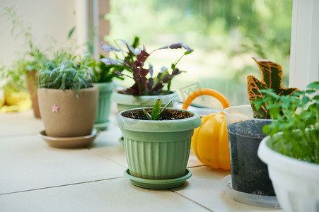 乡村房屋阳台上的静物画，配有盆栽室内植物、烹饪香草和喷壶