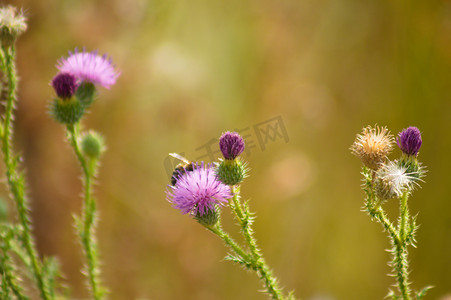 蜜蜂授粉和绿色模糊背景的多刺无羽蓟花特写