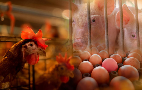 农业鸡摄影照片_农场里的鸡、猪和鸡蛋。