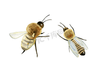 水彩昆虫摄影照片_蜂蜜植物甜三叶草养蜂场蜜蜂手工生产蜂蜜水彩插图