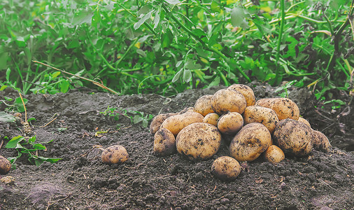 农场蔬菜摄影照片_有机自制蔬菜收获土豆。