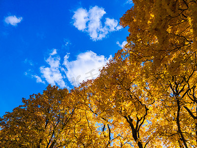 秋天生动的黄色枫树叶子在蓝天上与白云背景-从下面的全帧向上视图