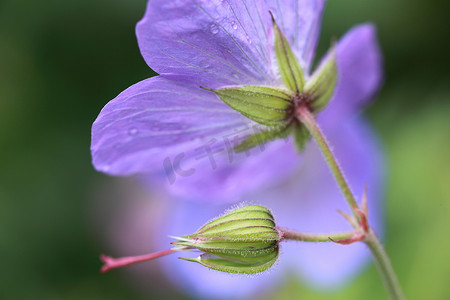 花园天竺葵的紫色花和芽