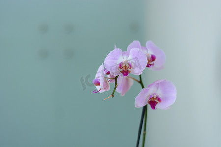 简称摄影照片_粉枝兰花为兰科植物蝴蝶兰的通称，蝴蝶兰简称Phal。