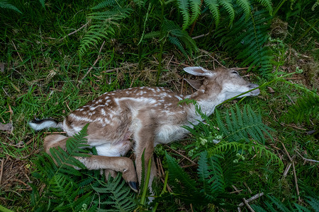小鹿自然死亡